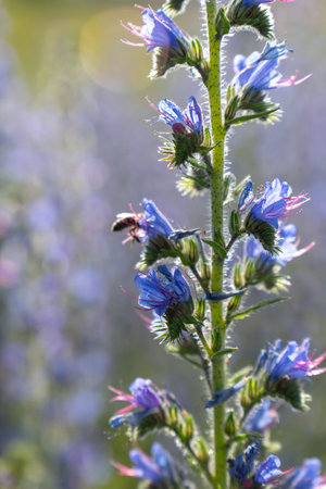 A honey bee pollinates vibrant purple lupine flowers in the warm summer evening light, collecting nectar for honey production.の写真素材