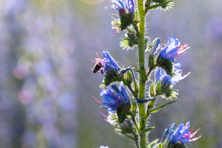 A honey bee pollinates vibrant purple lupine flowers in the warm summer evening light, collecting nectar for honey production.の写真素材