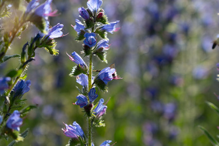 A honey bee pollinates vibrant purple lupine flowers in the warm summer evening light, collecting nectar for honey production.の写真素材
