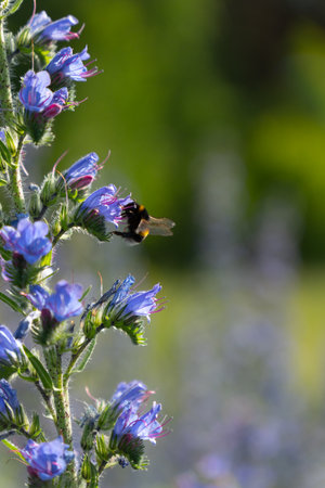 A honey bee pollinates vibrant purple lupine flowers in the warm summer evening light, collecting nectar for honey production.の写真素材