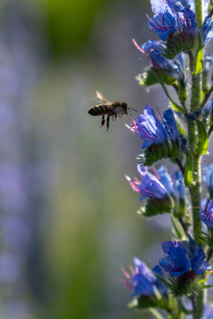 A honey bee pollinates vibrant purple lupine flowers in the warm summer evening light, collecting nectar for honey production.の写真素材