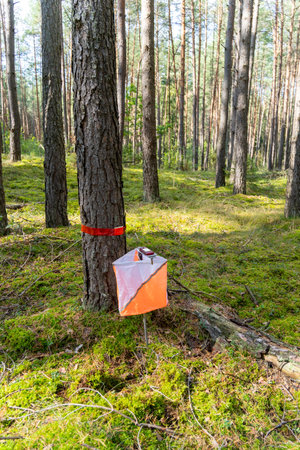 A prism marker and electronic device at an orienteering control point in a sunlit pine forest. Outdoor sport, navigation, and eco-friendly concept.の写真素材