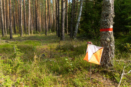 A prism marker and electronic composter at an orienteering control point in a sunlit pine forest. Outdoor sport, navigation, and eco-friendly concept.の写真素材