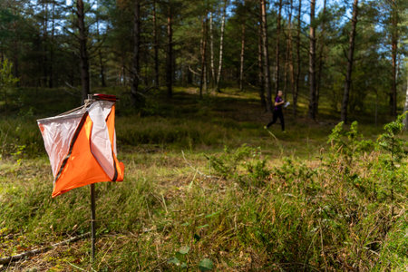 Orienteering in a sunny pine forest. An athlete runs past a control point.の写真素材