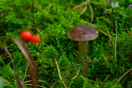 A single bay bolete mushroom (Imleria badia) with a glossy brown cap and thick stem emerges from a vibrant green mossy forest floor, with a blurred background of leaves.の写真素材