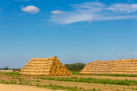 A vibrant image captures large, round hay bales stacked in a field under a clear blue sky with white clouds, representing agriculture and rural life. The setting emphasizes a beautiful, rustic farm landscape during a sunny summer dayの写真素材