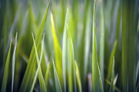 Grass blades close upの写真素材