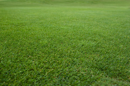 Green grass empty spaceの写真素材