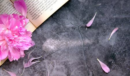 Pink peony with petals on a gray background with an open book