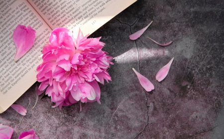 Pink peony with petals on a gray background with an open book