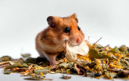 Red Syrian hamster eats of dry topinambura in his teethの写真素材