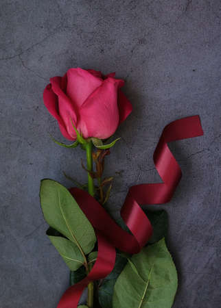 One red rose on a dark gray background with burgundy ribbonの写真素材