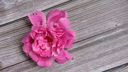 Head bouquet of pink peony - one lies on a dark background with a place for textの写真素材