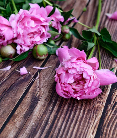 A bouquet of pink peonies and petals on a dark wooden backgroundの写真素材