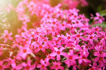 Sunlit pink flox subulata spring flowers on an Alpine stones.の写真素材