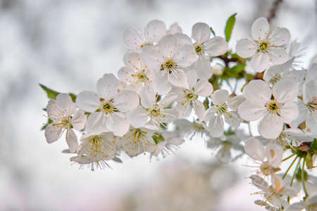 White buds of spring flowers blossoming cherry flowers on a branch, on a white blurred backgroundの写真素材