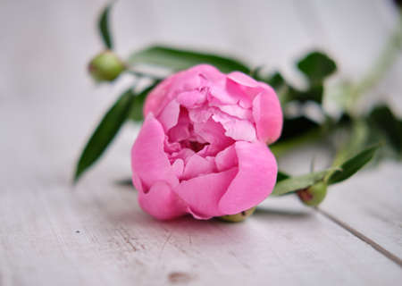A bouquet of blossoming pink peonies, buds with green foliage on a wooden backgroundの写真素材