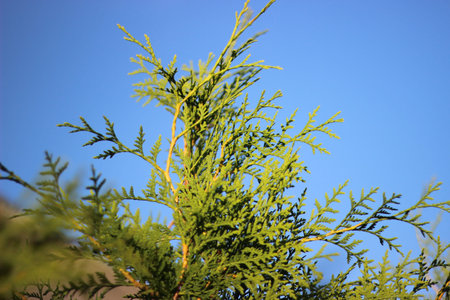 Sunny green arborvitae on a background of nature. Western thuja