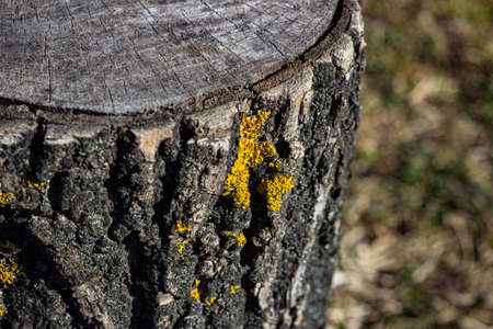 Textured bark on a tree. Moss on the bark.の写真素材