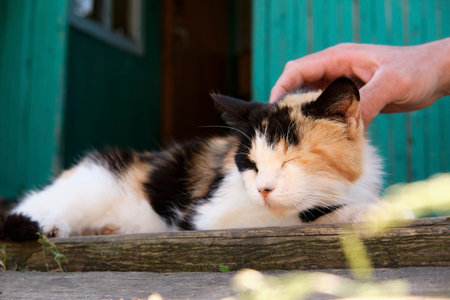 Village cat spotted in the street and basks in the sun on the porch. Mans hand strokes a cat on the backの写真素材