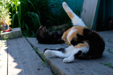 Village cat spotted in the street and basks in the sun on the porchの写真素材