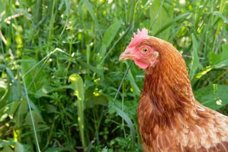 Brown chicken close-up stands in the middle of a green backyardの写真素材