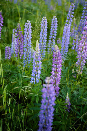 Lupin flowers on a green meadow, grow wild in natureの写真素材