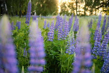 Purple lupin flowers are illuminated by the evening sun at sunset through the forestの写真素材