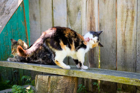 Village cat spotted in the street and basks in the sun on the porchの写真素材