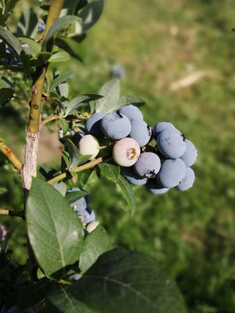 Ripe blueberry cluster on a blueberry bushの写真素材