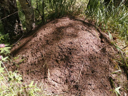 Large live brown anthill in a grove and pine forestの写真素材
