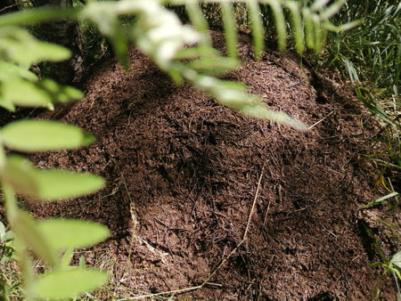 Large live brown anthill in a grove and pine forestの写真素材