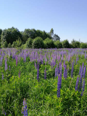 Lupin flowers on a green meadow, grow wild in natureの写真素材