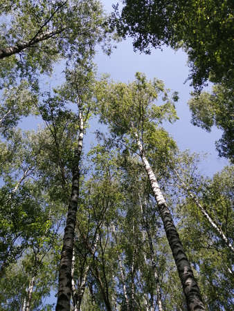 Birch grove trees from bottom to top and blue sky with sunlightの写真素材