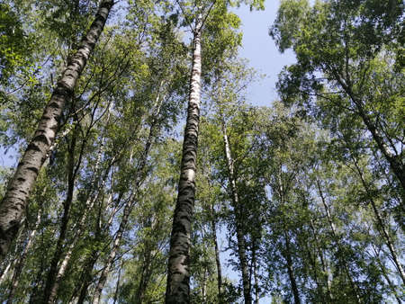 Birch grove trees from bottom to top and blue sky with sunlightの写真素材
