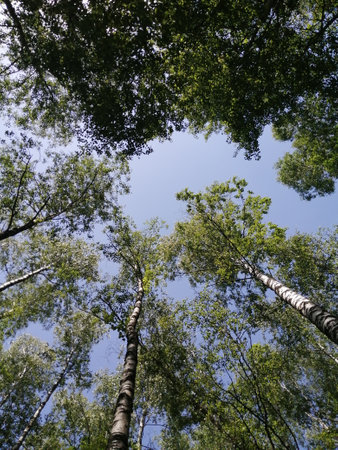 Birch grove trees from bottom to top and blue sky with sunlightの写真素材