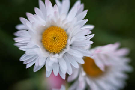 White chamomile on a green background with a yellow core close-upの写真素材