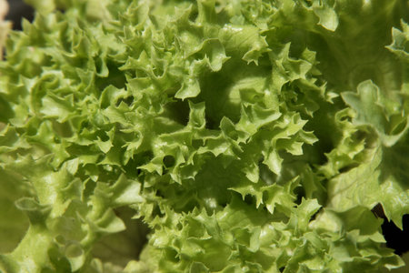 Macro Green lettuce. Leaves of the plant for salads