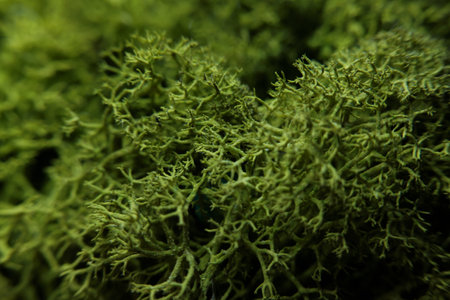 Green painted moss yagel for interior decoration close-up macro shootingの写真素材