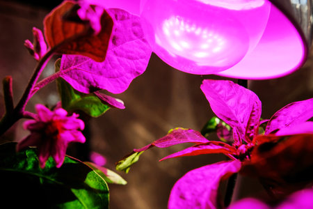 Artificial lighting for plants, a lamp with a pink spectrum for growing without the sun, for illuminating seedlings.の写真素材