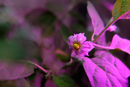 Artificial lighting for plants, a lamp with a pink spectrum for growing without the sun, for illuminating seedlings.の写真素材