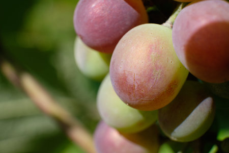 Bunches of ripening blue grapes close-up