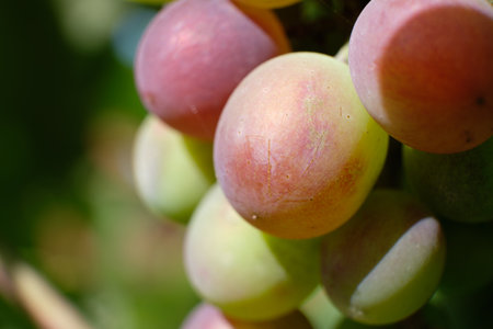 Bunches of ripening blue grapes close-upの写真素材