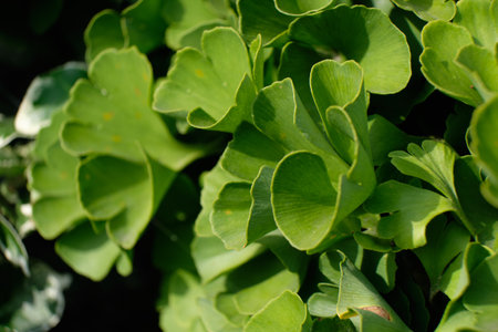 Ginko bilobo, green leaves of a medicinal plant close-upの写真素材