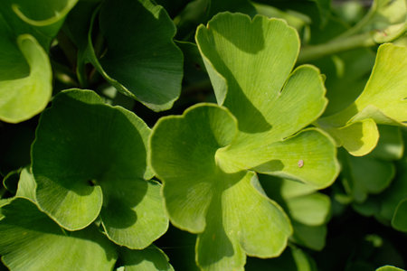Ginko bilobo, green leaves of a medicinal plant close-upの写真素材