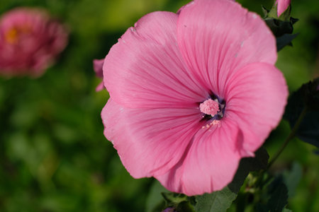 Pink flower of lavatera plant Close-upの写真素材