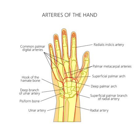 Diagram of The arteries to the palmar side of the human hand (the scheme).のイラスト素材