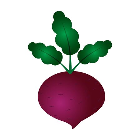 beets on a white background vector illustrationのイラスト素材