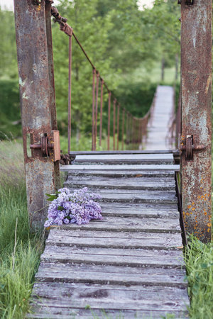 Bright lilac flowers on the old boards of the wooden flooring of the old, with rusted steel structures, suspension bridge surrounded by bright green summer natureの写真素材