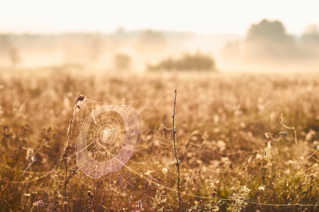 An openwork pattern of spider web threads in meadow grass, in drops of morning dew, at the dawn of a sunny summer dayの写真素材